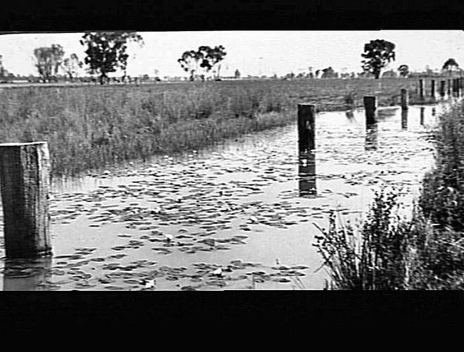 MERRIGUM - MAIN CHANNEL - WITH WATER LILLIES