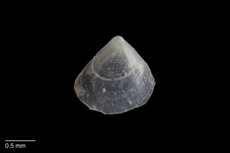 Almost triangular bivalve shell with dark edge and pale hinge.