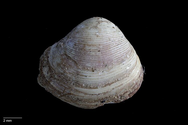 Exterior view of bivalve shell.