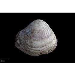 Exterior view of bivalve shell.