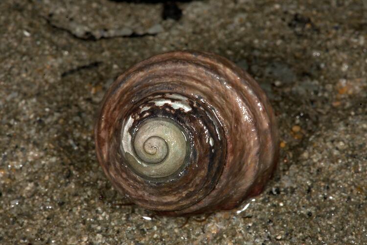 <em>Austrocochlea constricta</em>, Ribbed Top Shell. Bunurong Marine National Park, Victoria.