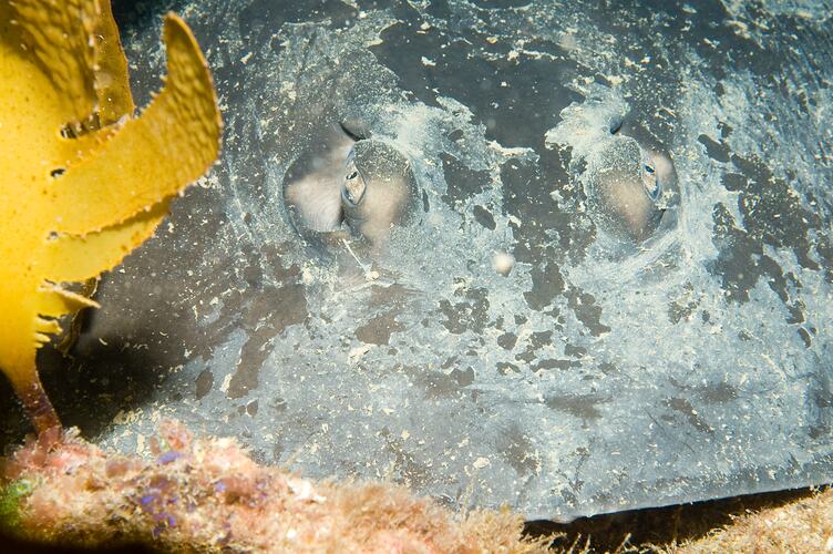 <em>Urolophus gigas</em>, Spotted Stingaree. Ricketts Point, Port Phillip, Victoria.