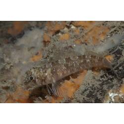 <em>Trinorfolkia clarkei</em>, Clark's Threefin. Mornington Jetty, Port Phillip, Victoria.