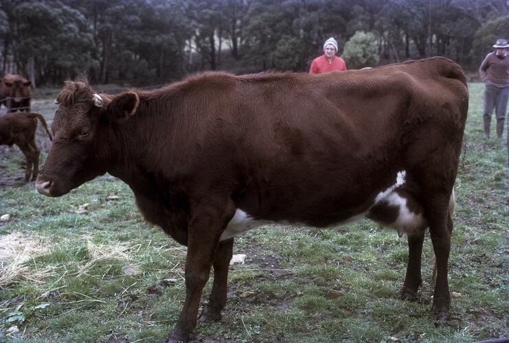 Hope Macpherson Black Rounding Up Dairy Herd, Newbury, Victoria, circa 1970