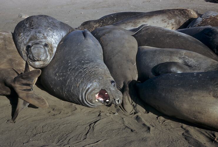 Seals, Macquarie Island, Tasmania, Dec 1959