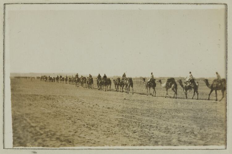 Camel Train Transport, Egypt, 1914-1918