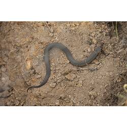 Brown snake slithering over dirt.
