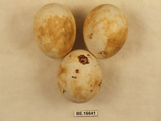 Three bird eggs with specimen label.