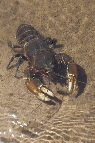 <em>Euastacus bispinosus</em>, Glenelg Spiny Freshwater Crayfish. Grampians National Park, Victoria.