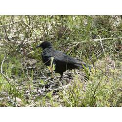 Black bird on groundmongst bushes.