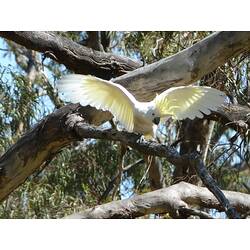 A Sulphur-crested Cockatoo perched on a branch, wings outstretched.