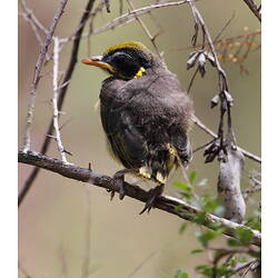 Helmeted Honeyeater perched on branch.