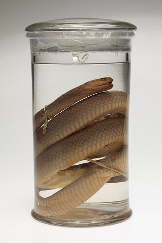 Snake specimen in jar of ethanol.