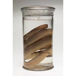 Snake specimen in jar of ethanol.