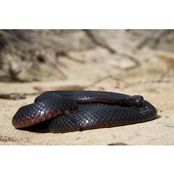 <em>Pseudechis porphyriacus</em>, Red-bellied Black Snake. Grampians National Park, Victoria.