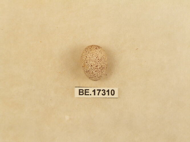 Bird egg with specimen label.