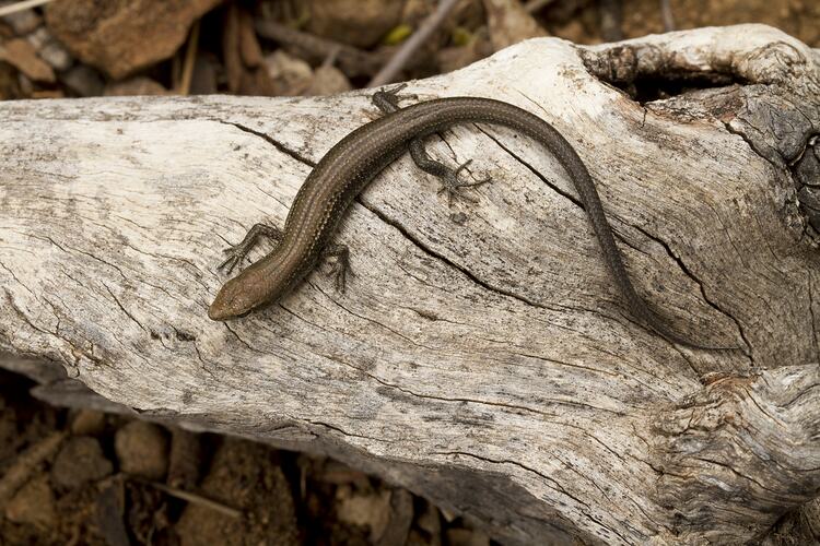 Dorsal view of bronze skink on wood.
