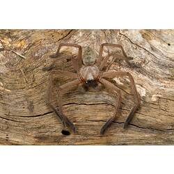Flat, brown spider with long legs on bark.
