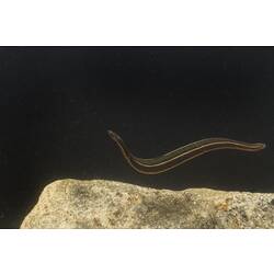 Black leech with yellow stripes in water.