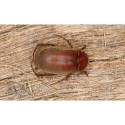 Top view of brown beetle on wood.