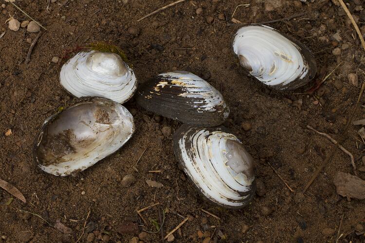 White shells on mud.