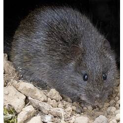 <em>Rattus lutreolus</em> (Gray, 1841), Australian Swamp Rat