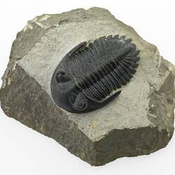 Trilobit fossil embedded in rock.