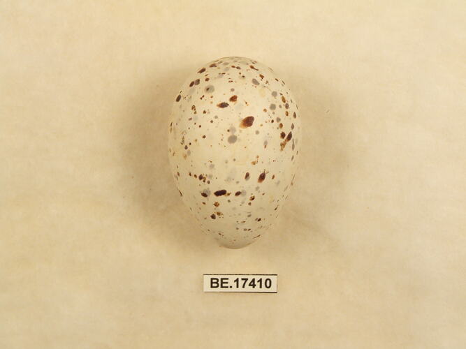 Bird egg with specimen label.