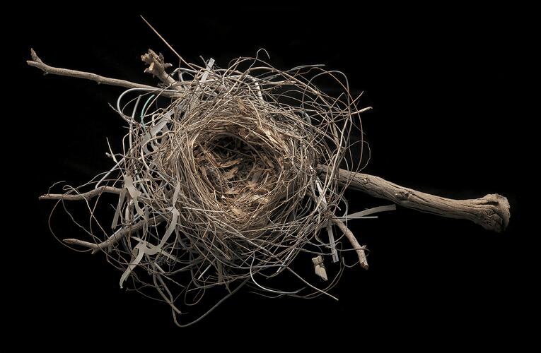 Bird nest on narrow branch against black background.