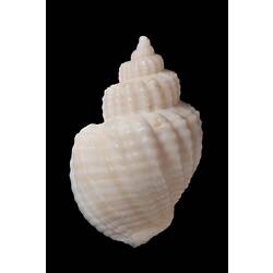 <em>Cancellaria (Sydaphera) granosa</em>, Granose Cross-barred Shell, shell.  Registration no. F 178988.