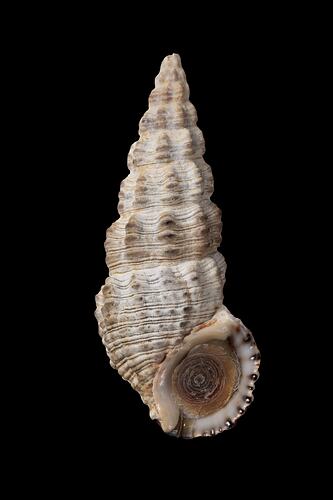 Conical shell with opening at the bottom.