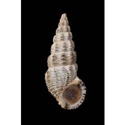 Conical shell with opening at the bottom.