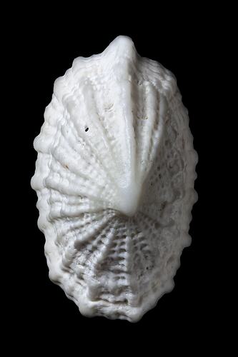 <em>Hemitoma (Montfortia) subemarginata</em>, Emarginata Slit-limpet, shell.  Registration no. F 179315.