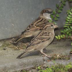 Two brown birds standing on ground.
