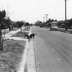 Digital Photograph - Street View, Cyprus Street, Lalor, 1971