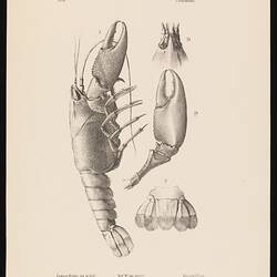 Lithographic proof, single colour (black) - Yabby, Cherax destructor, Ludwig Becker