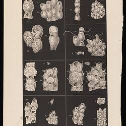 Lithographic proof (single colour black) - Bryozoa, 7 species, by P.H. McGillvray