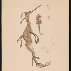 Lithographic hand coloured proof - Common Seadragon, Phyllopteryx taeniolatus, and Shorthead Seahorse, Hippocampus breviceps, Ludwig Becker