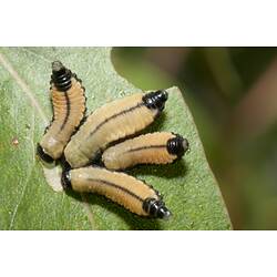 Four yellow larvae with black stripes eating a leaf.