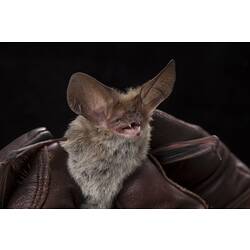 Bat with large ears held in leather-gloved hands.