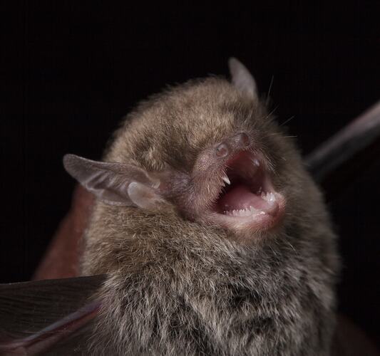 Detail of bat face, mouth open.