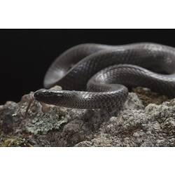 Shiny black snake on rock.