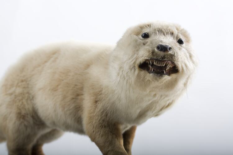 Taxidermied otter specimen.