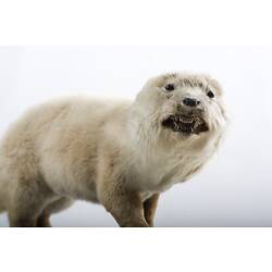 Taxidermied otter specimen.