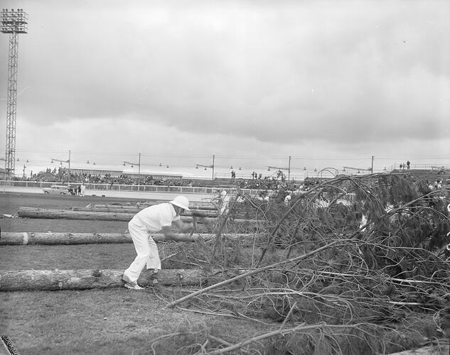 Tree Felling Demonstration, Men Chopping at Fallen Trees, Royal Melbourne Show, Flemington, Victoria, 19 Sep 1959