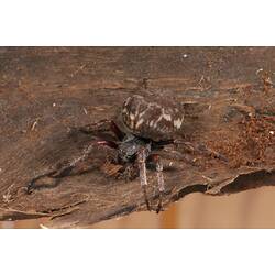 <em>Eriophora</em> sp., orb-weaving spider. Budj Bim Cultural Heritage Landscape