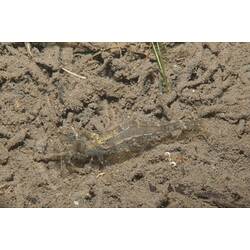 <em>Paratya</em> sp., Freshwater Shrimp. Budj Bim Cultural Heritage Landscape, Victoria.