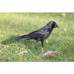 <em>Corvus mellori</em>, Little Raven. Fitzroy Gardens, Melbourne, Victoria.