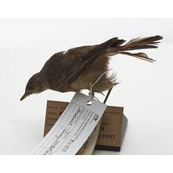 <em>Anthus leucophrys tephridorsus</em>