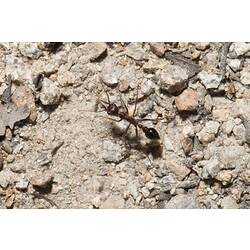 Black ant walking across soil.